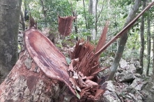 Gỗ ‘máu’