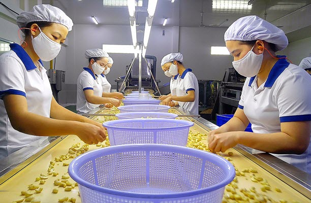 Nhiều nhà máy chế biến điều Việt Nam đóng cửa