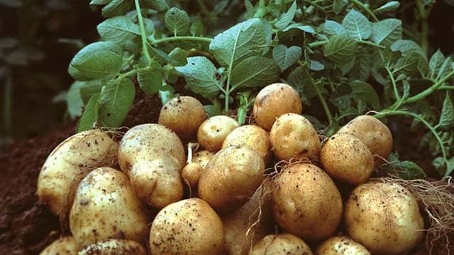 Tạp văn: Củ khoai và vỏ củ khoai