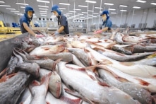 Xuất khẩu cá tra sang Mỹ đạt hơn 2 tỷ USD