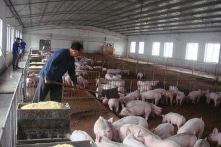 TQ: Số heo chết vì dịch bệnh gần bằng tổng của Mỹ và châu Phi