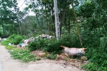 Dịch tả lợn châu Phi: ‘Tình hình cực kỳ phức tạp’