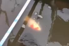 Cá Koi chết tại sông Tô Lịch nghi bị đầu độc?