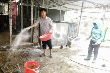Dịch tả lợn châu Phi tái phát ở Lai Châu